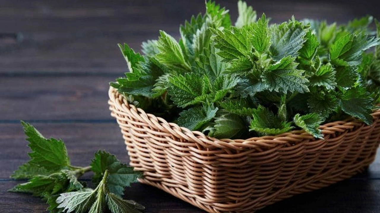 صورة كيفية استعمال عشبة الحريق