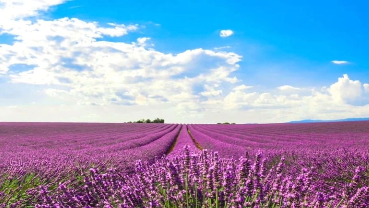 صورة كيفية استعمال عشبة الحلحال