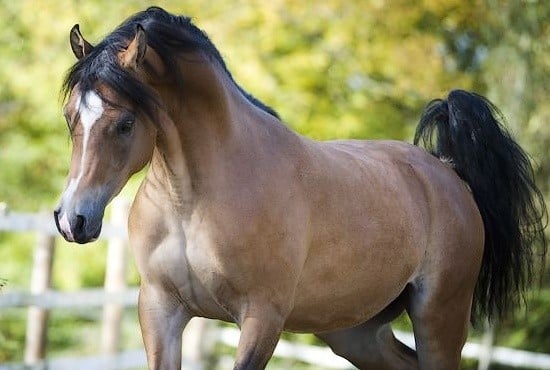 ماهو الحيوان الذي خلق من الشيطان