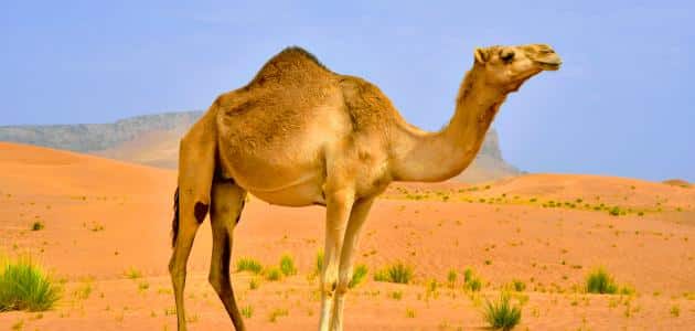 ماهو الحيوان الذي خلق من الشيطان