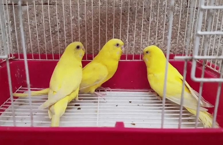 محلات بيع الطيور في مكة المكرمة