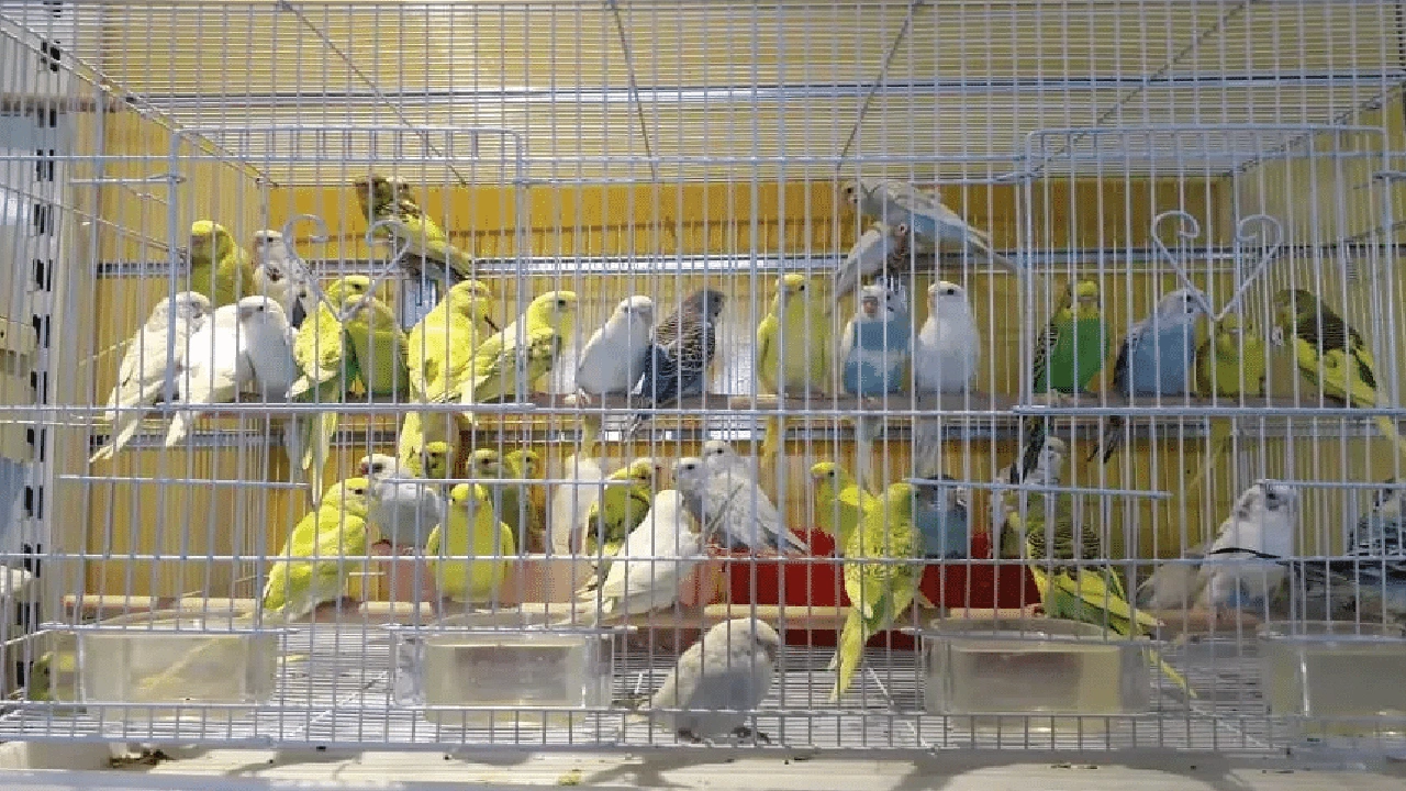 صورة محلات بيع الطيور في مكة المكرمة