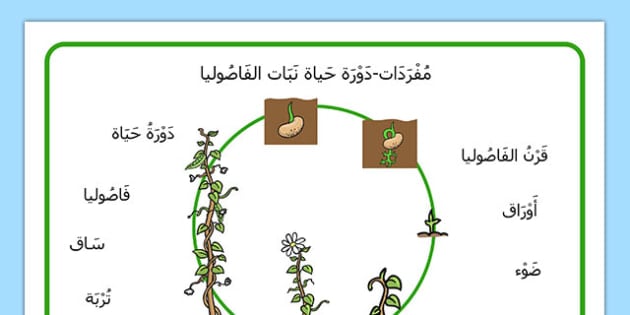 مراحل نمو النبات بالصور
