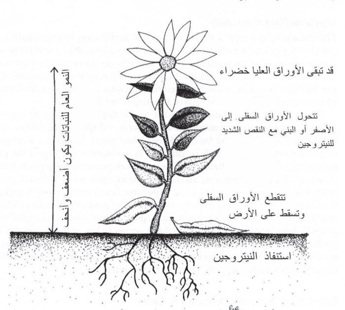 مراحل نمو النبات بالصور