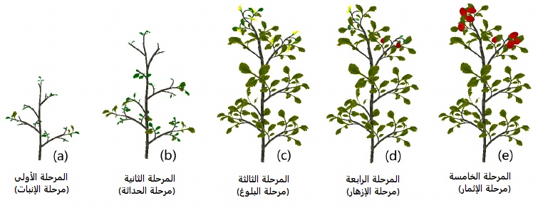 مراحل نمو النبات بالصور