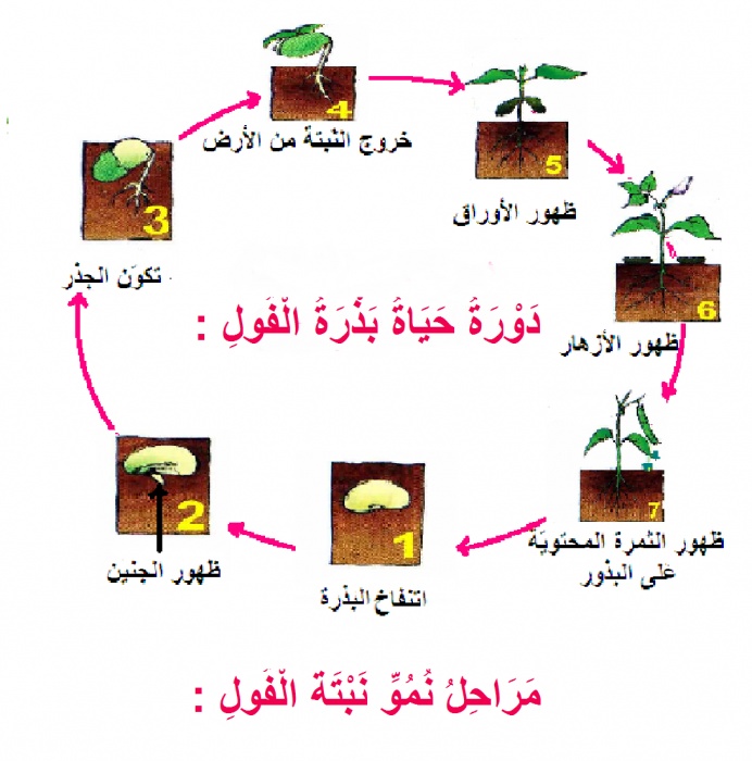 مراحل نمو النبات بالصور