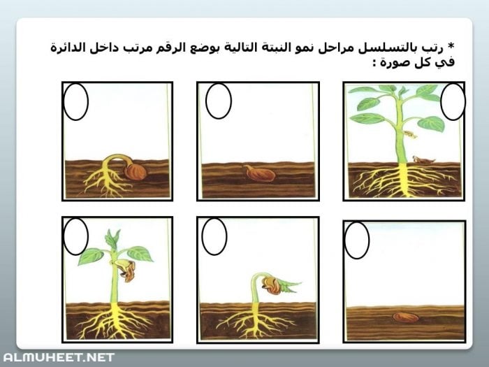 مراحل نمو النبات بالصور