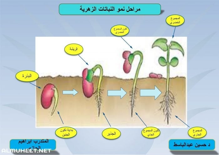 مراحل نمو النبات بالصور