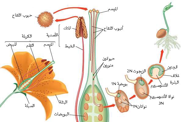مراحل نمو النبات بالصور