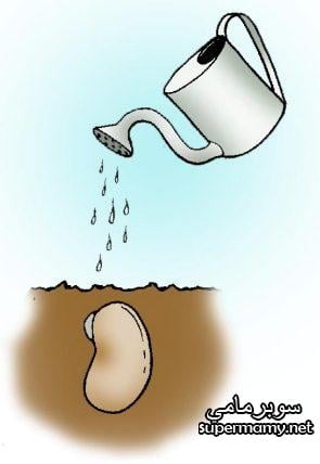مراحل نمو النبات بالصور