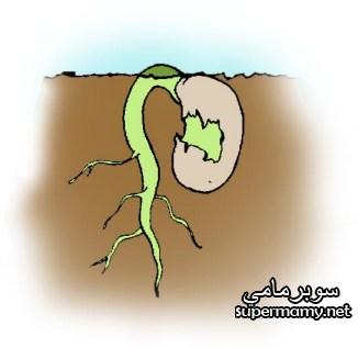 مراحل نمو النبات بالصور