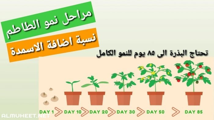 مراحل نمو النبات بالصور