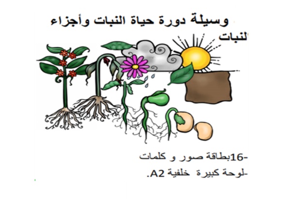 مراحل نمو النبات بالصور