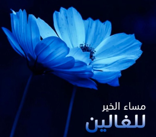 مساء الخير حبيبي بالصور