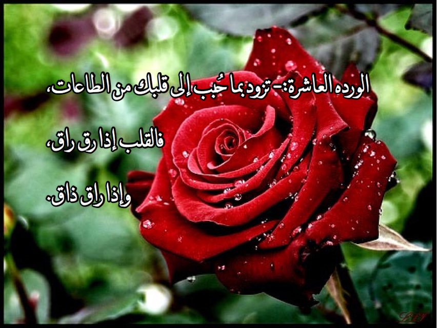 مسجات جديدة