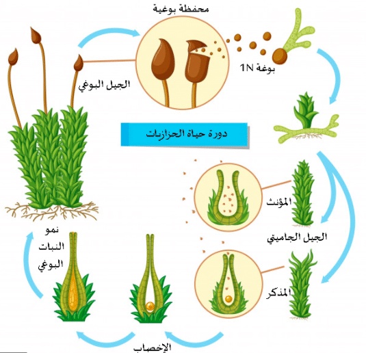 مطويات عن دورة حياة النبات