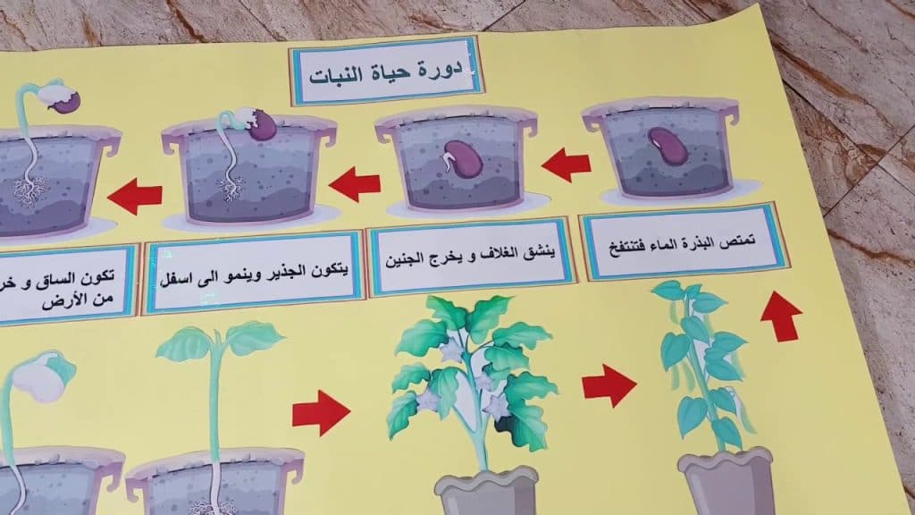 مطويات عن دورة حياة النبات