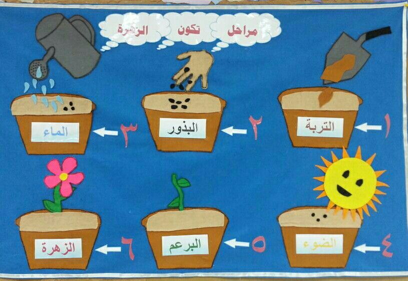 مطويات عن دورة حياة النبات