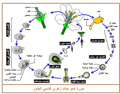 مطويات عن دورة حياة النبات