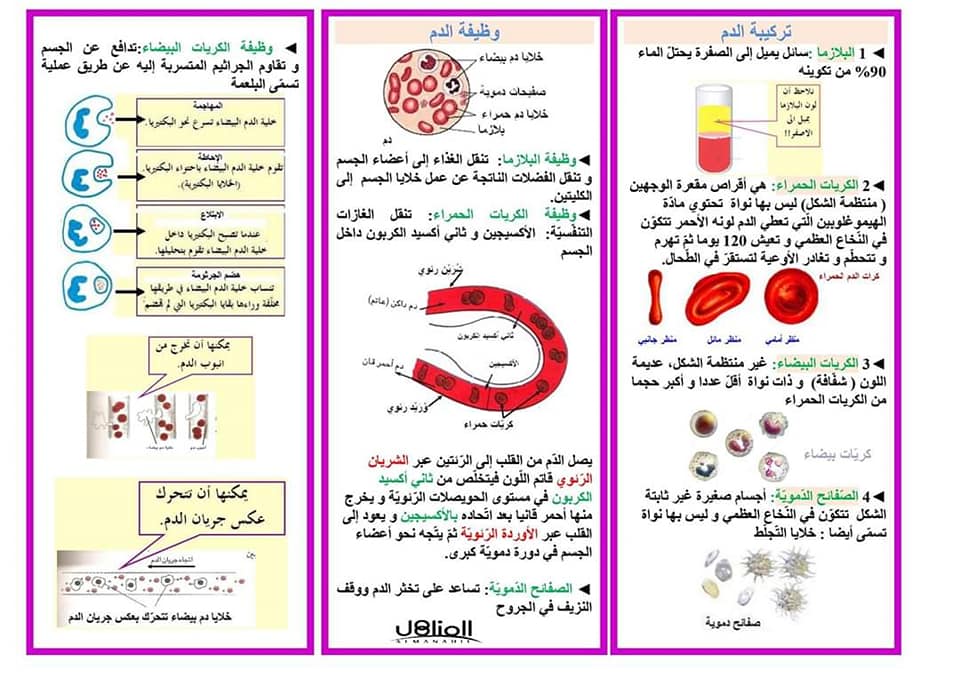 مطوية عن جهاز الدوران