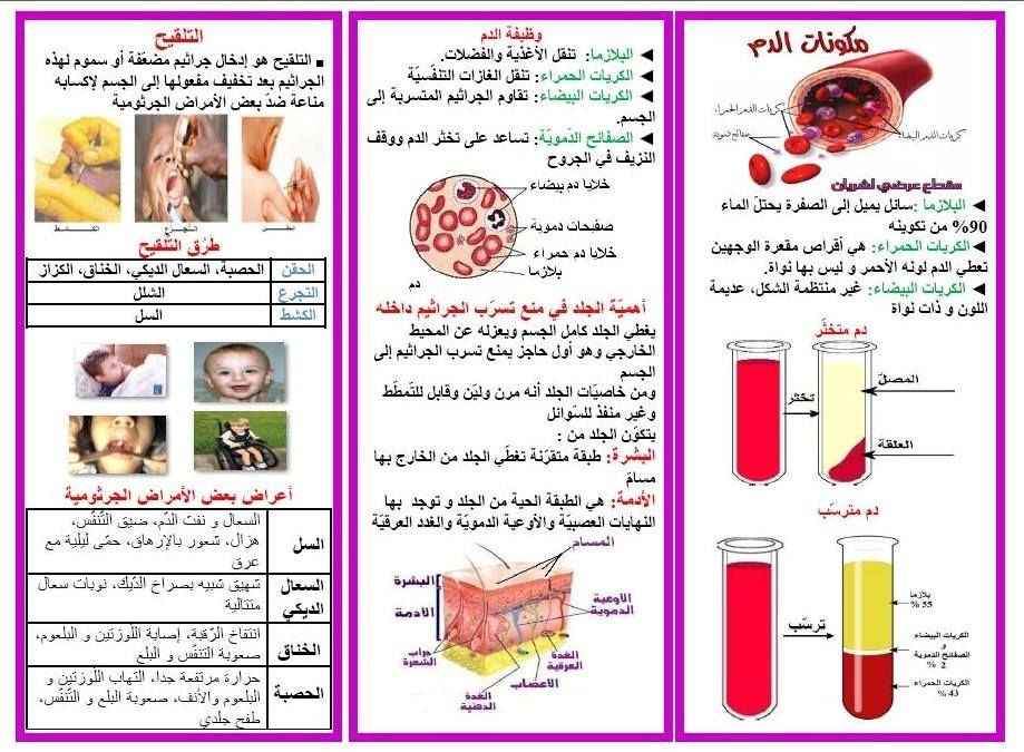 مطوية عن جهاز الدوران