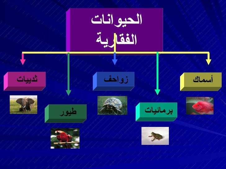 مطوية عن فصائل مجموعات الحيوانات الفقارية 