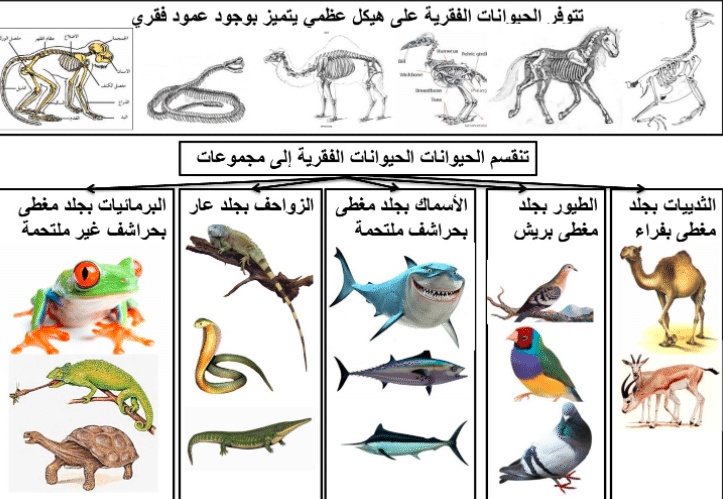 مطوية عن فصائل مجموعات الحيوانات الفقارية 