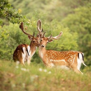 معلومات بالانجليزي عن الغزال
