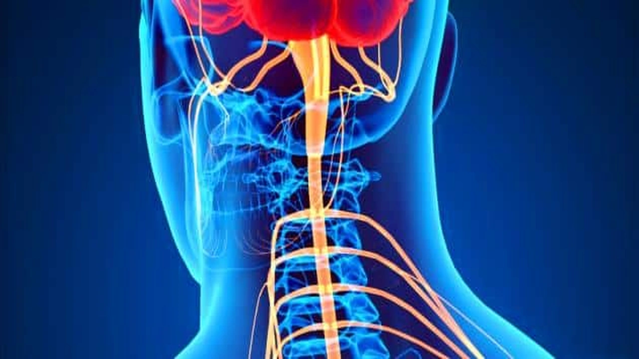 صورة مقدمة وخاتمة عن الجهاز العصبي