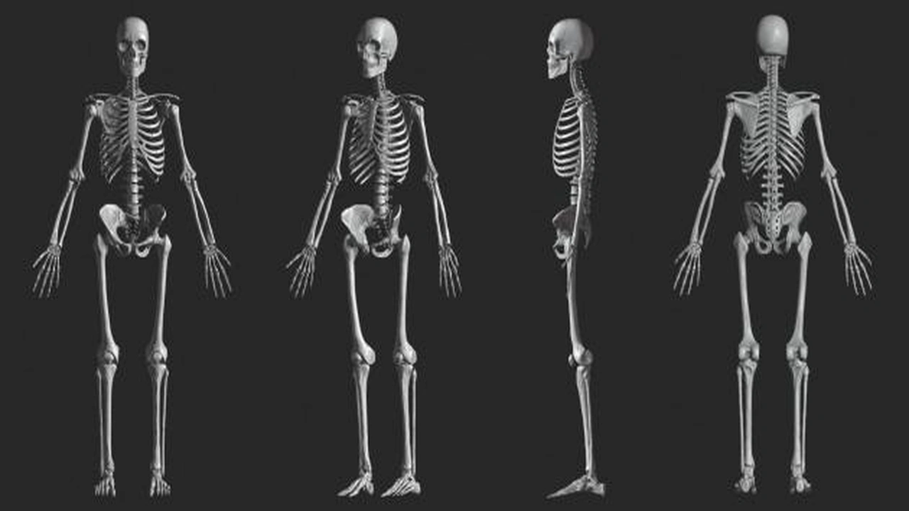 صورة مقدمة وخاتمة عن الهيكل العظمي