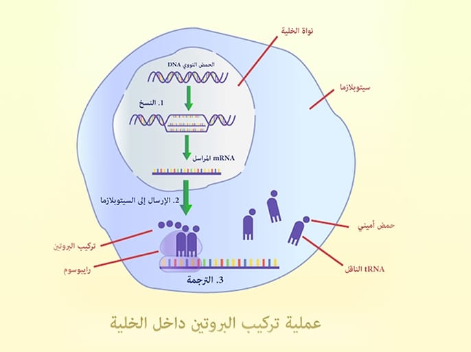 ملخص تركيب البروتين