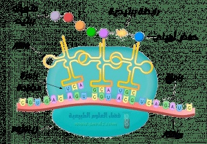 ملخص تركيب البروتين