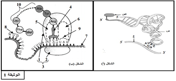 ملخص تركيب البروتين