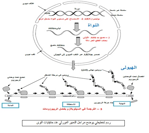 ملخص تركيب البروتين