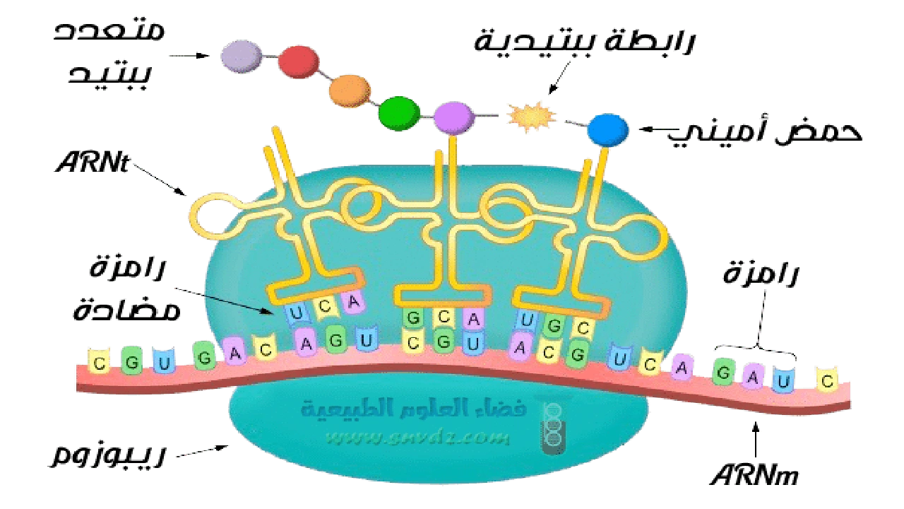 صورة ملخص تركيب البروتين