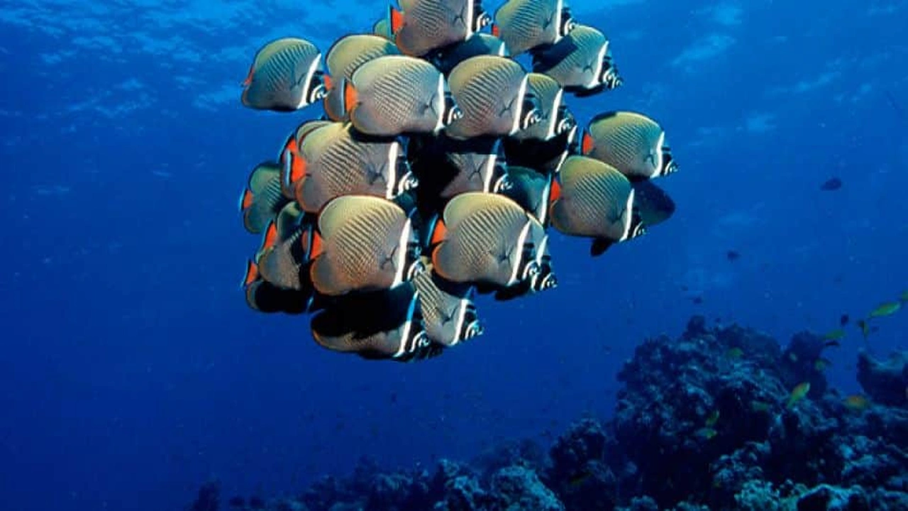 صورة ملخص عن البحار والمحيطات