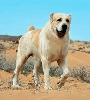 مميزات وعيوب كلاب الاباي