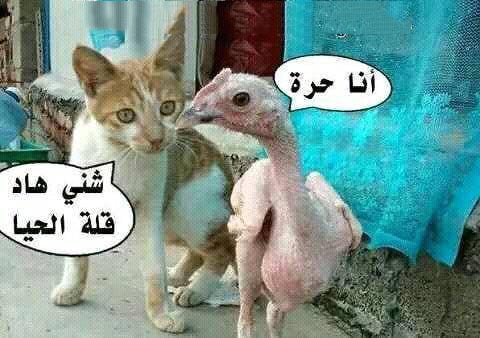منشورات مضحكة