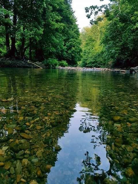 موضوع حول الغابة