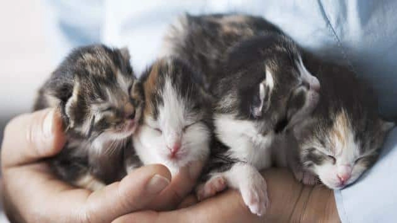 صورة موضوع عن الرحمة