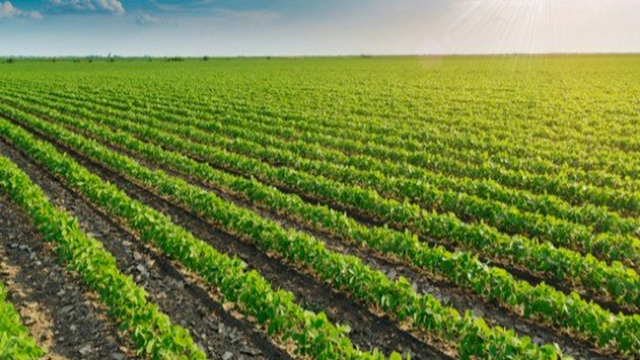 صورة موضوع عن الزراعة بالفرنسية