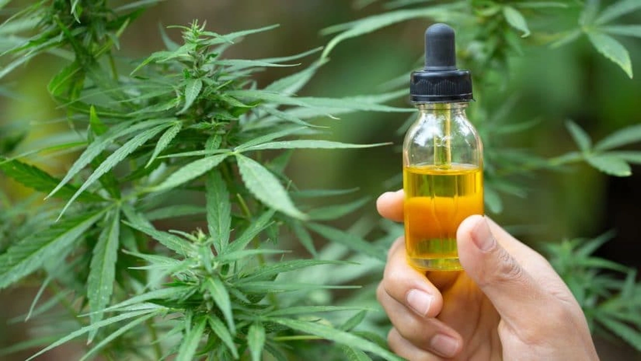 صورة مين استخدمت زيت الحشيش الافغاني