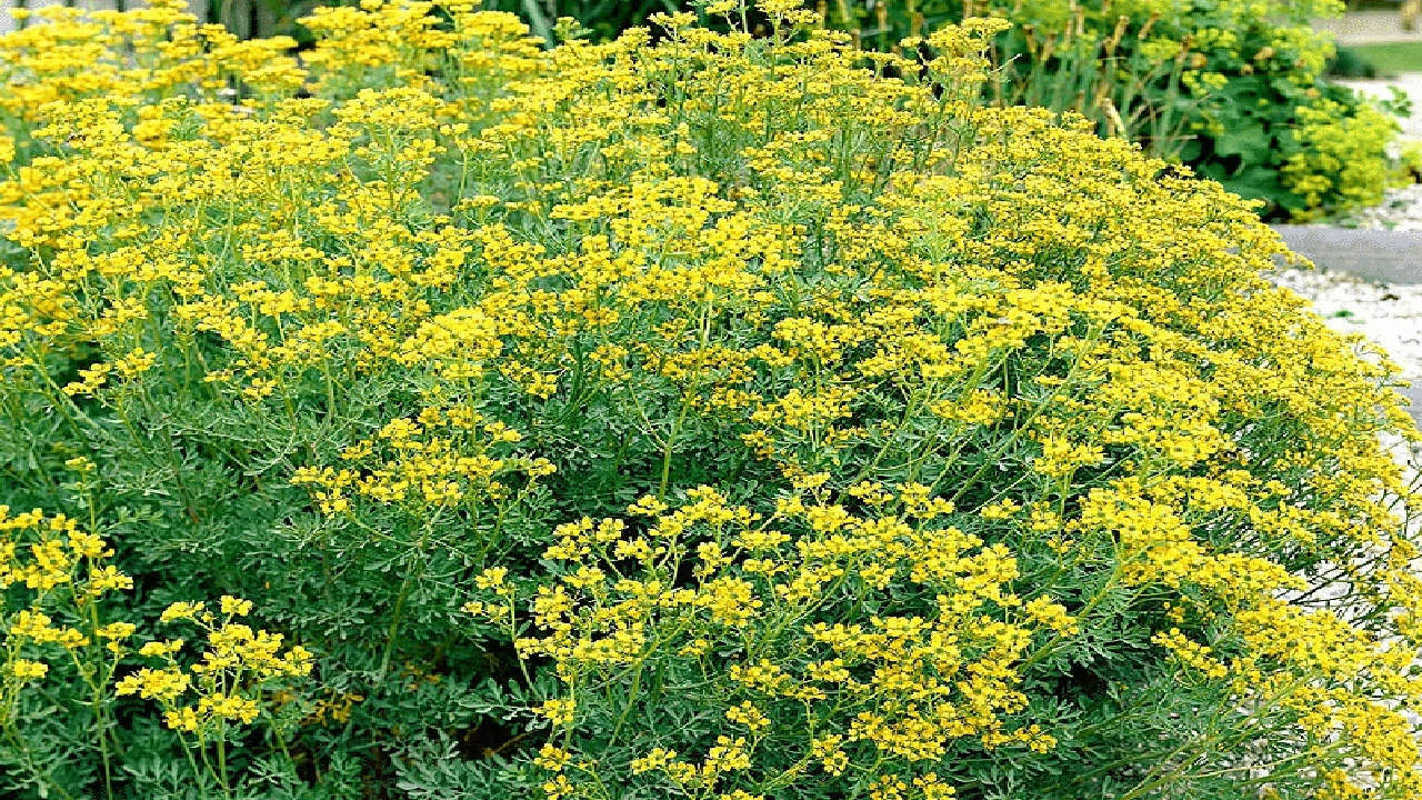 صورة مين استخدمت عشبة المدينة وحملت