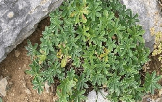 مين استخدمت عشبة عباءة السيدة