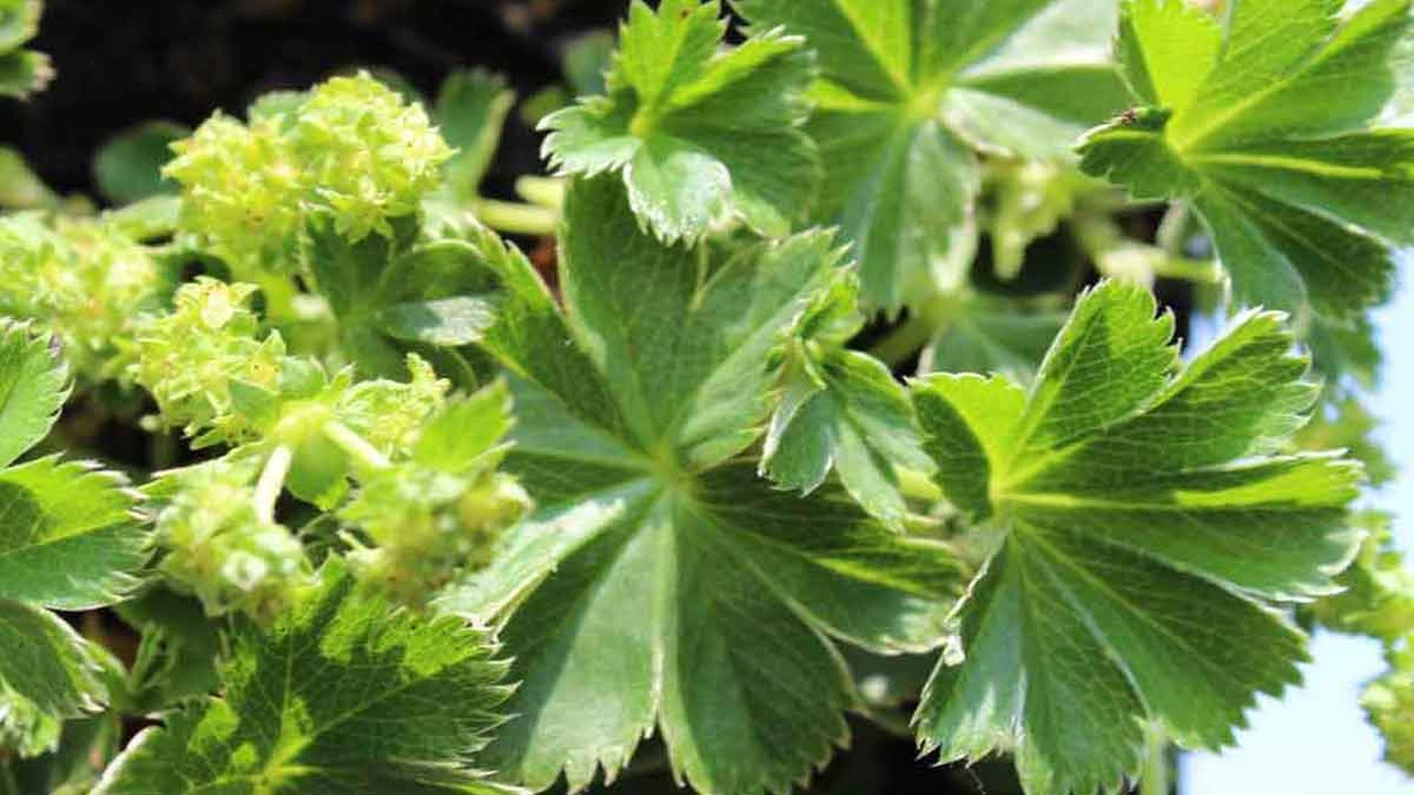 صورة مين استخدمت عشبة عباءة السيدة