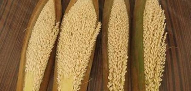 مين جربت العسل وطلع النخل وحملت