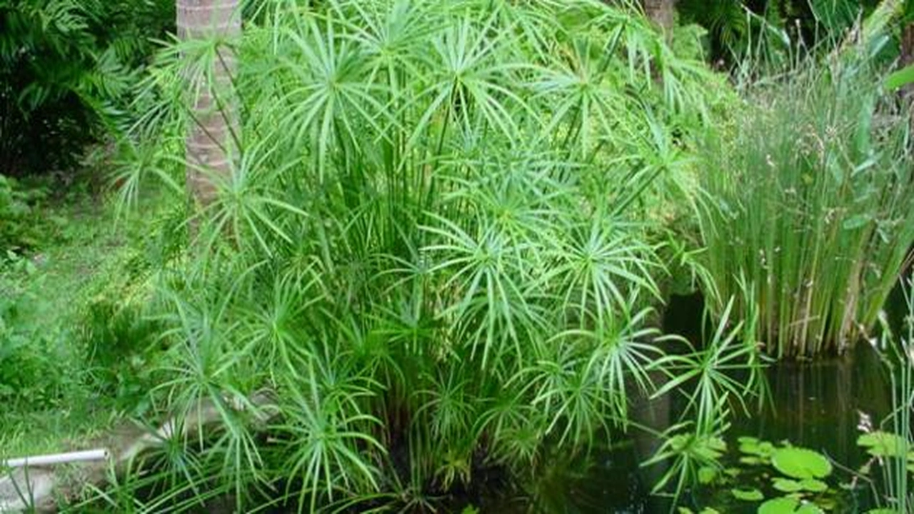 صورة مين جربت نبات السعد لازالة الشعر نهائيا