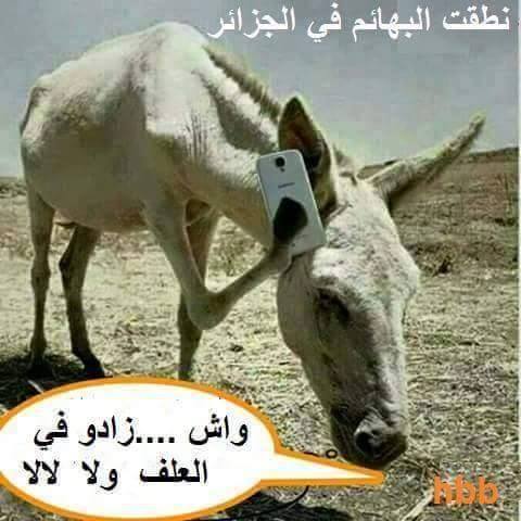 نكت جزائرية مضحكة جدا بالصور
