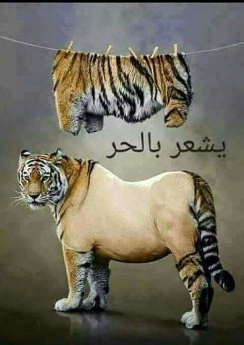 نكت عن الشوب