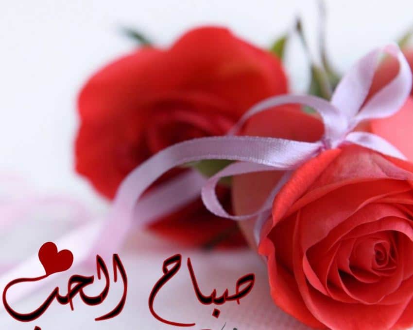 وردة حب
